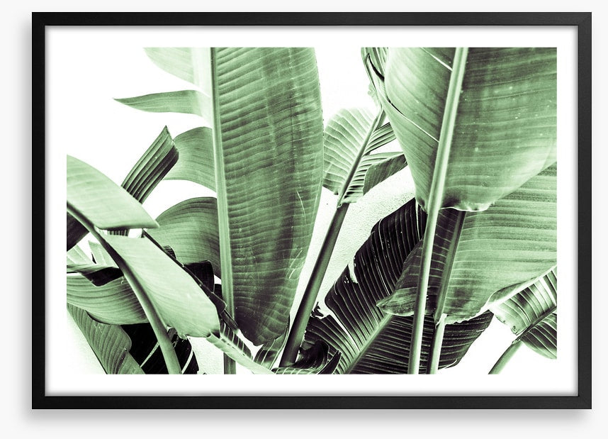 Beneath the banana leaves