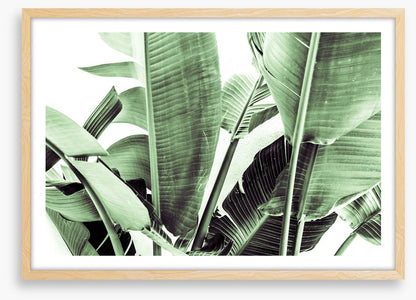 Beneath the banana leaves