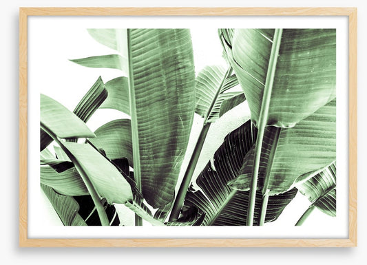 Beneath the banana leaves