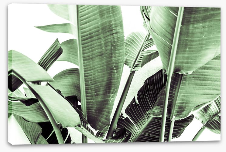 Beneath the banana leaves