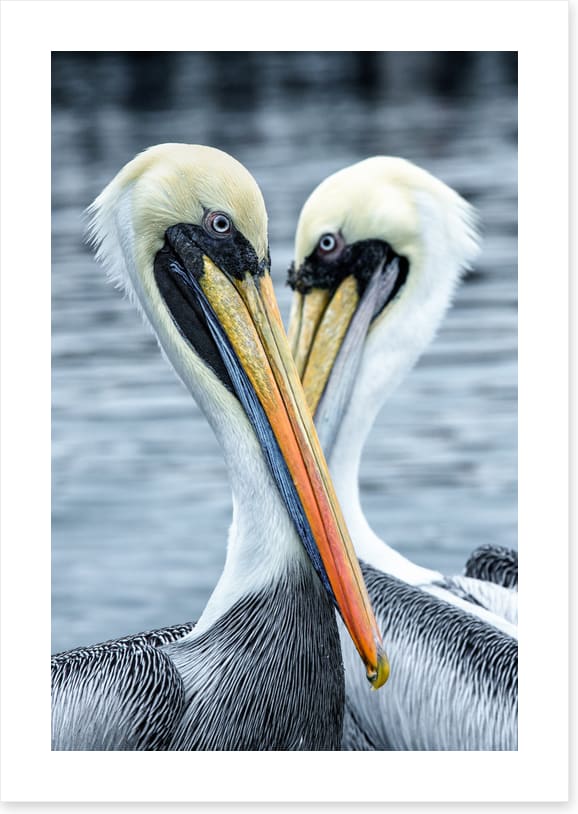 Seeing eye to eye