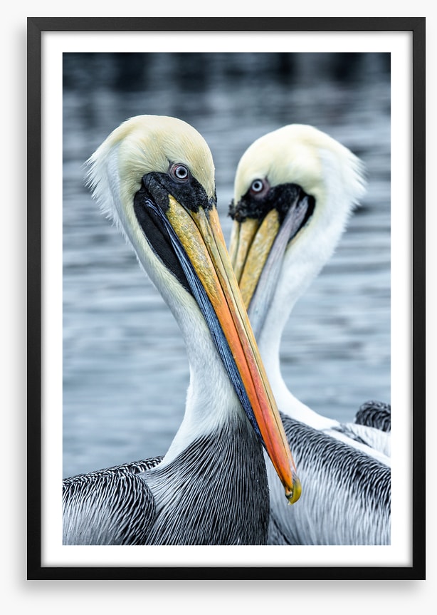 Seeing eye to eye