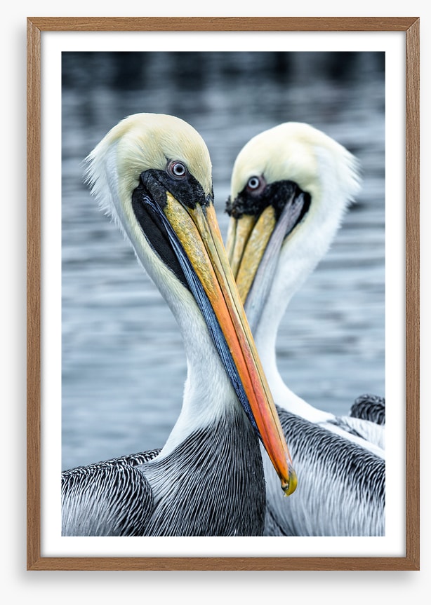 Seeing eye to eye