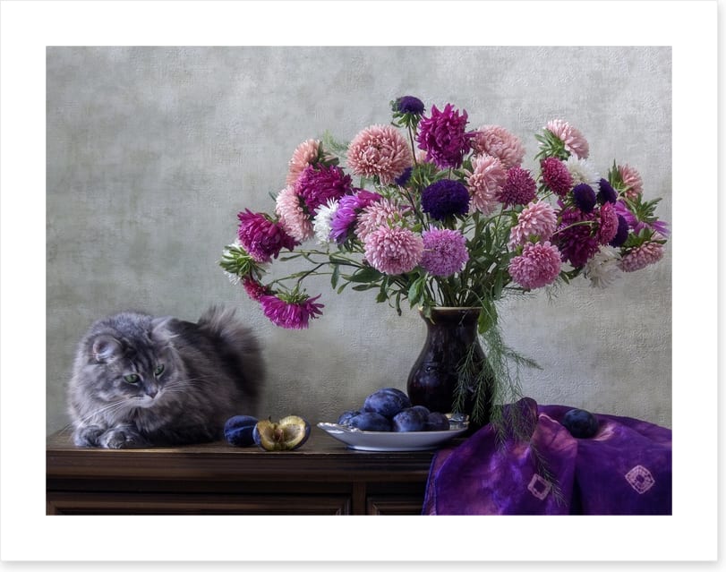 Grey kitten asters
