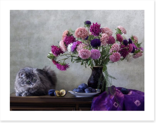 Grey kitten asters