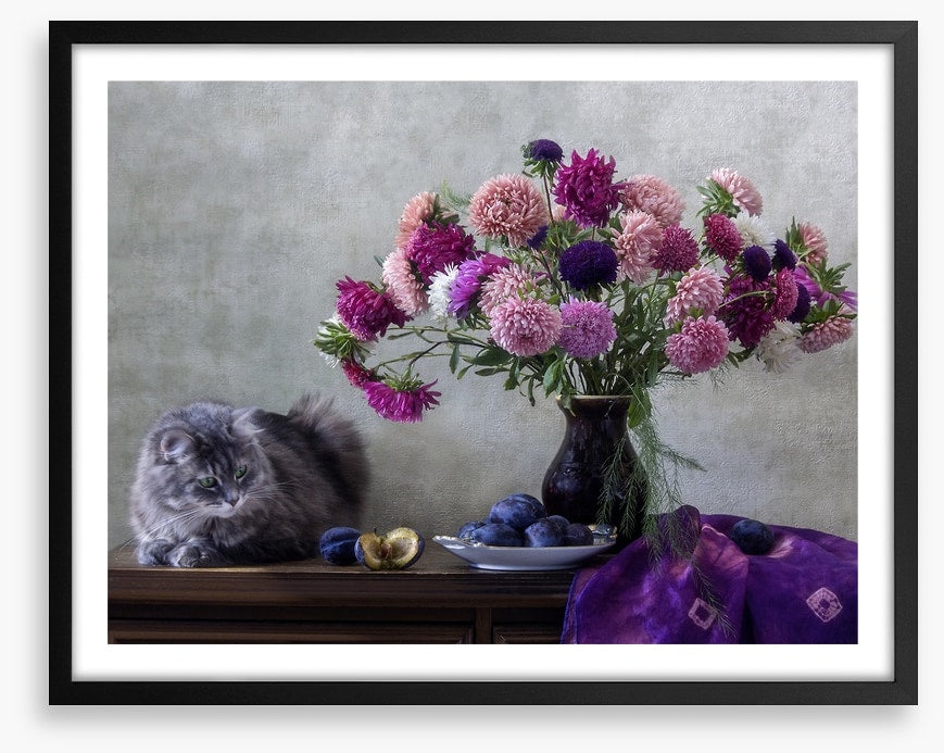 Grey kitten asters