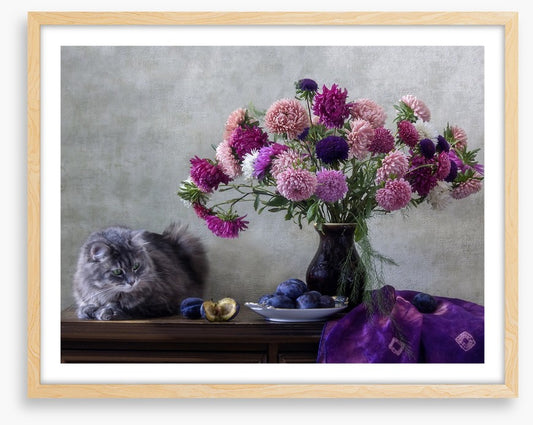 Grey kitten asters