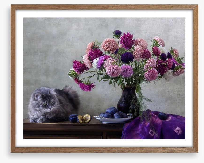 Grey kitten asters