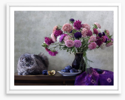 Grey kitten asters