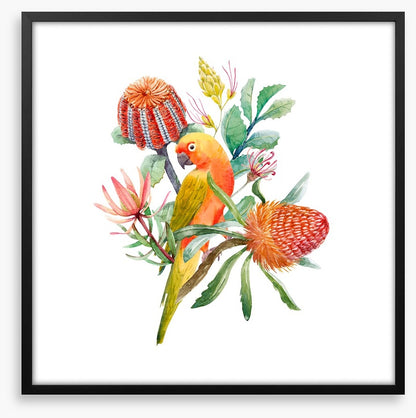 King parrot perch