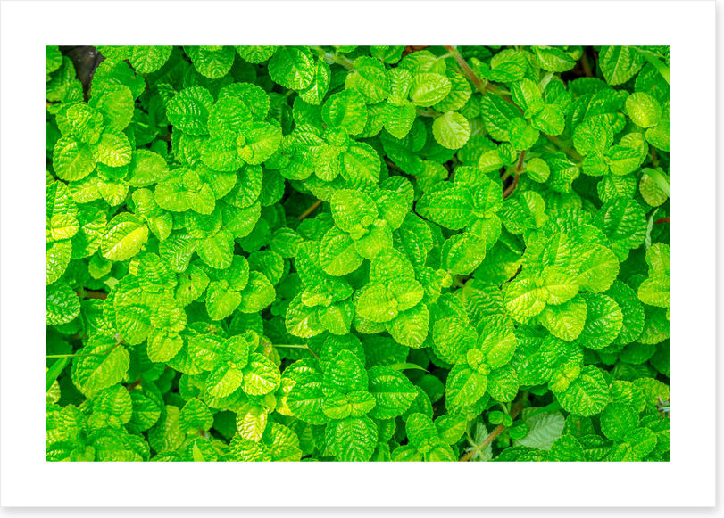 Leaves