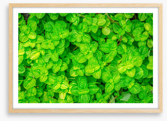 Leaves
