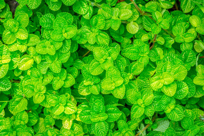 Leaves