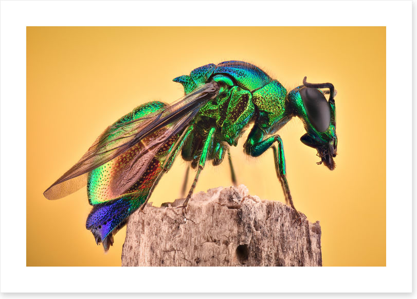 Insects