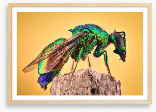 Insects