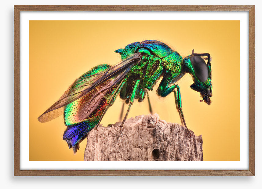 Insects