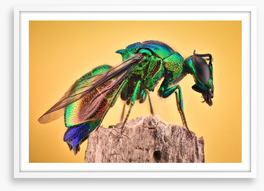 Insects