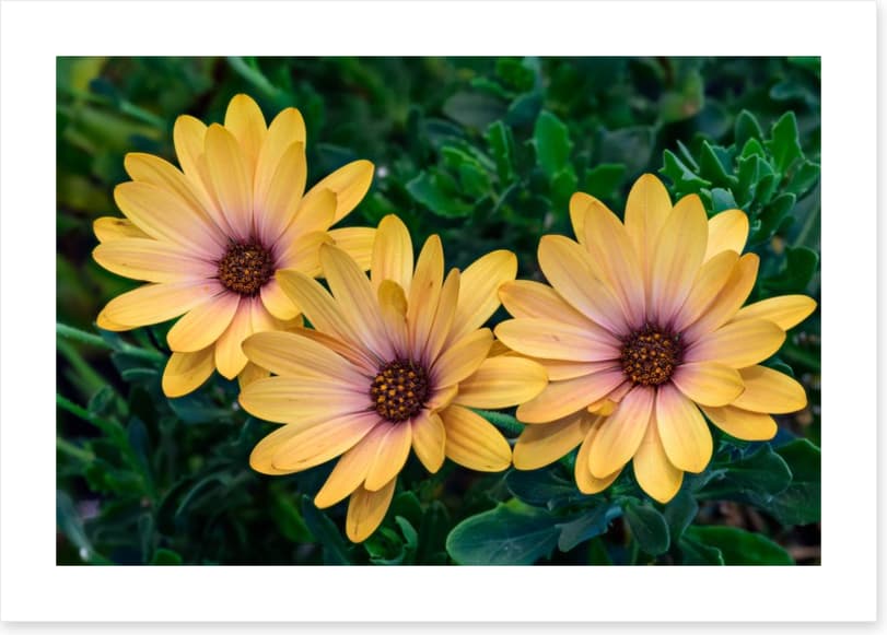 Marguerite blooms