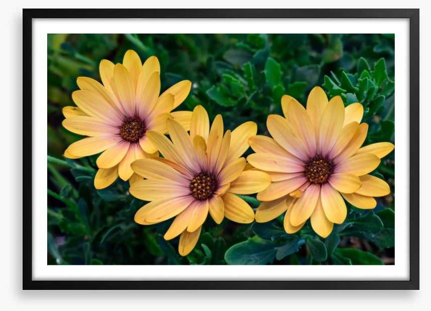 Marguerite blooms