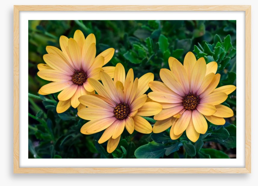 Marguerite blooms