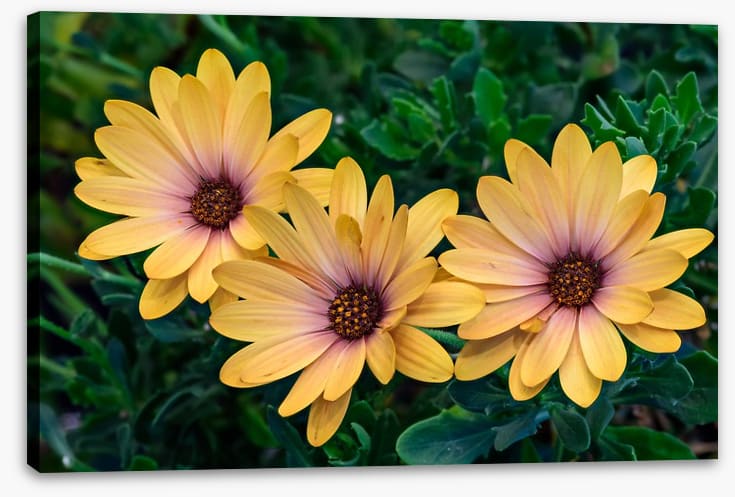 Marguerite blooms