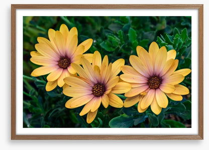 Marguerite blooms