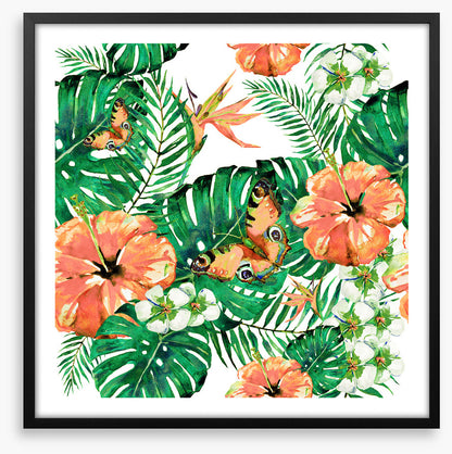 Aloha butterflies