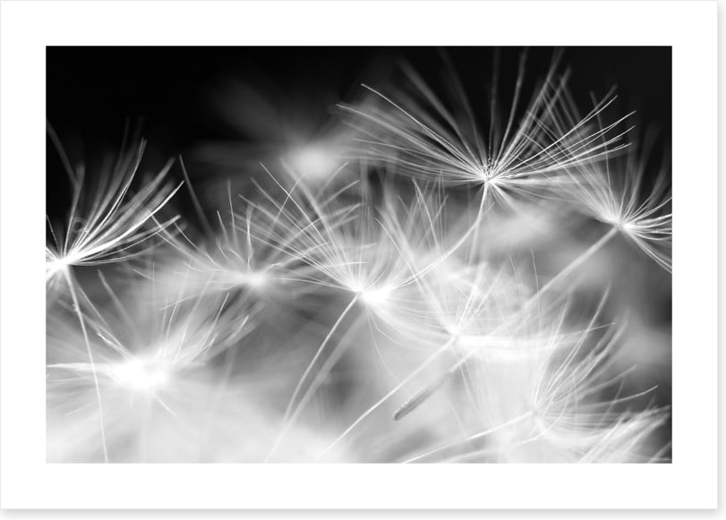 Blowballs