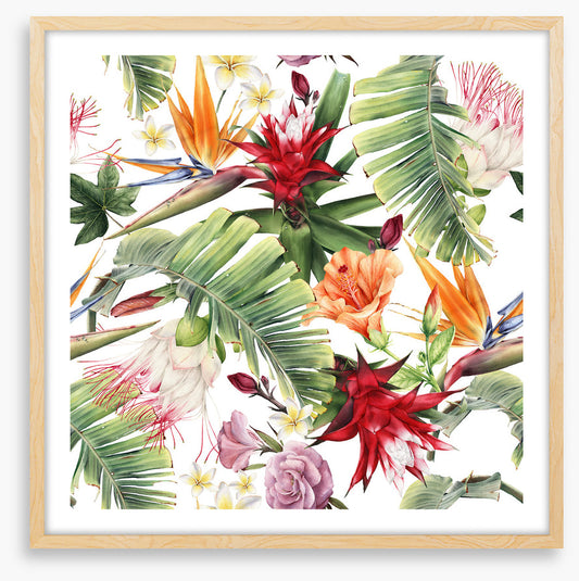 Luau blooms