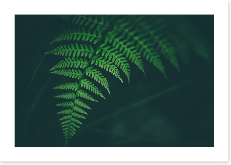 Leaves