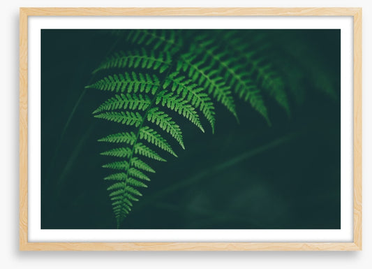 Leaves