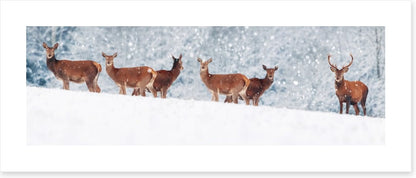 Winter deer panorama
