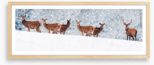 Winter deer panorama