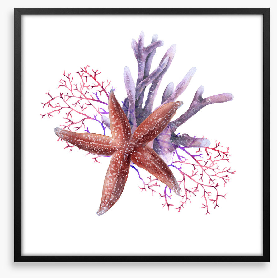 Starfish in the seaweed