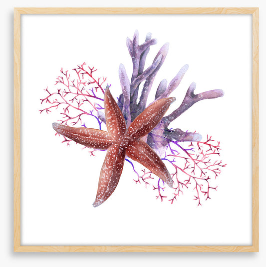 Starfish in the seaweed
