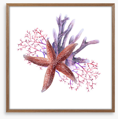 Starfish in the seaweed