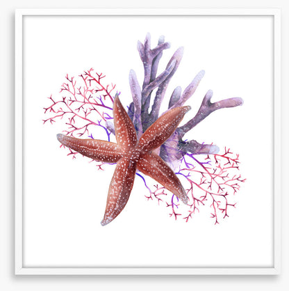 Starfish in the seaweed
