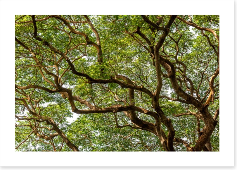Trees