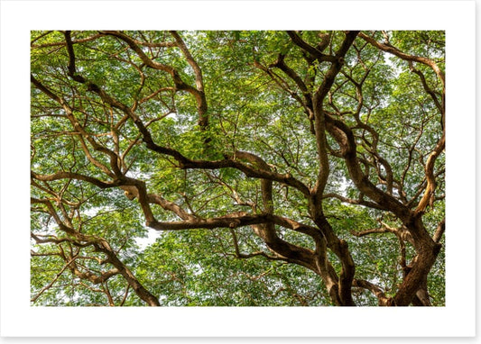 Trees