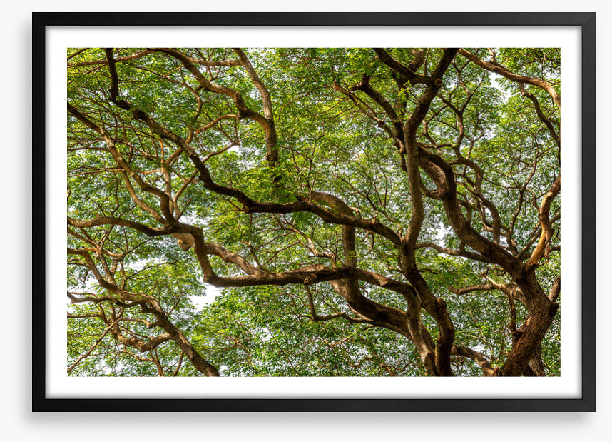 Trees