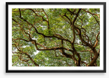 Trees