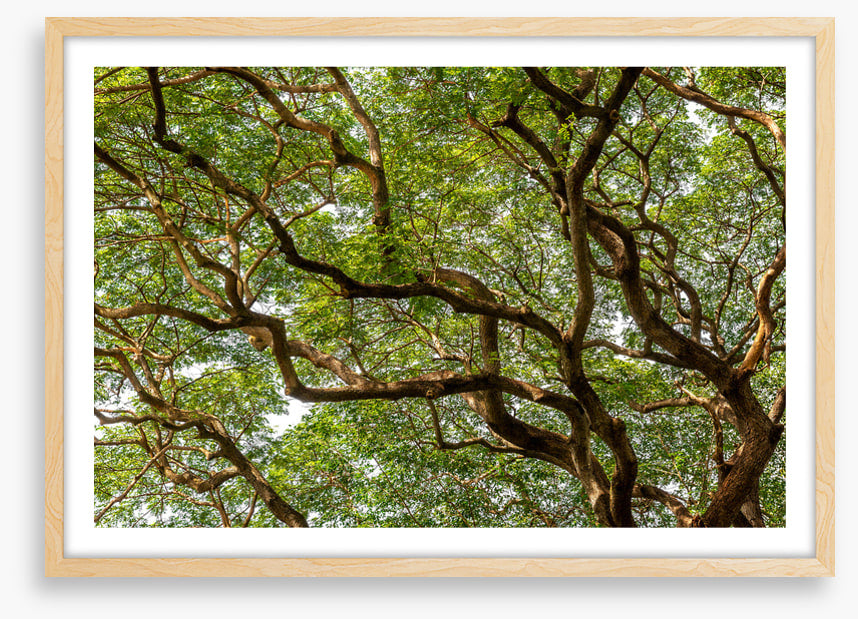 Trees
