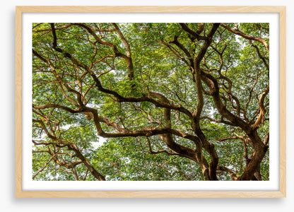 Trees