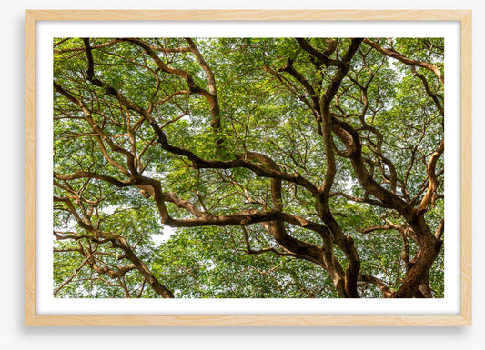 Trees