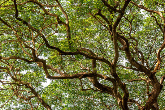 Trees
