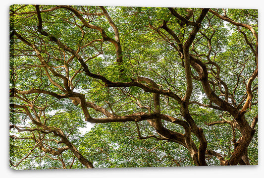 Trees