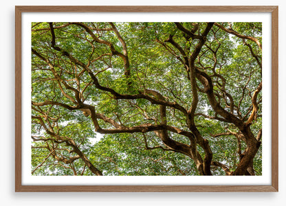 Trees