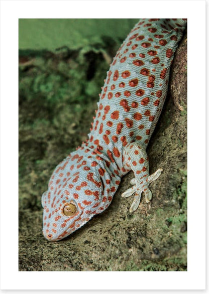 Reptiles