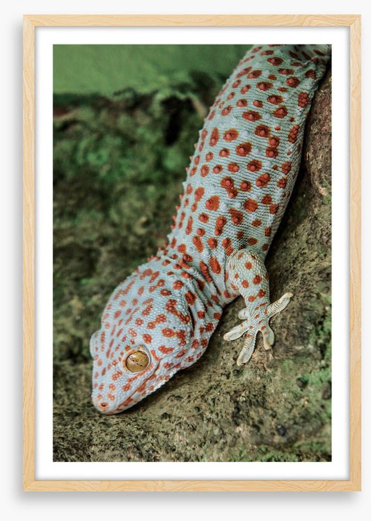 Reptiles