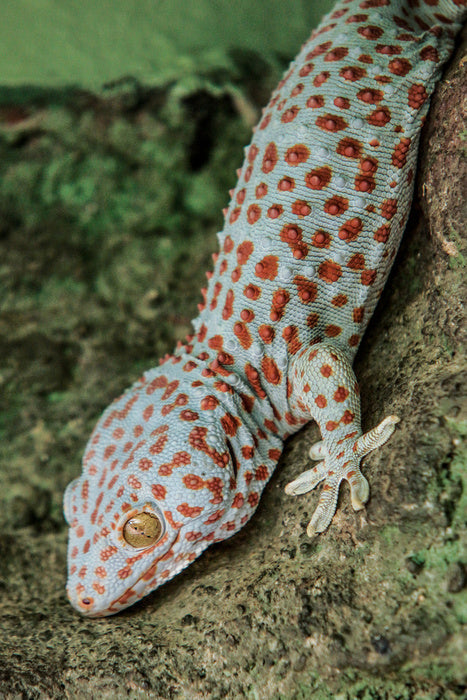 Reptiles